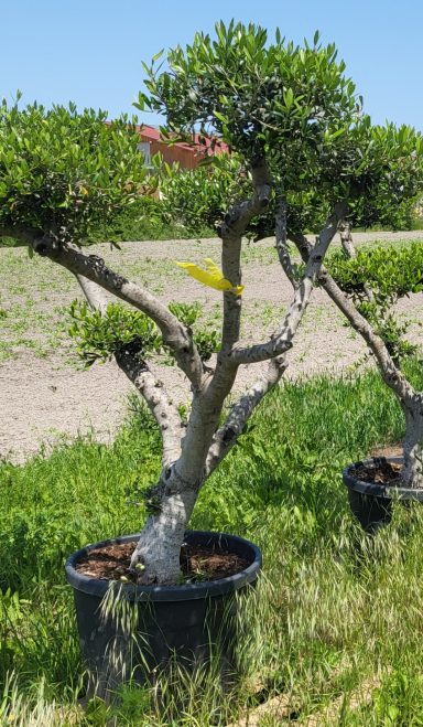 Olea Pon Pon € 600,-/750,-